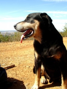 Dogs can so smile. 