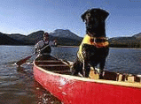 Life Jackets - water protection for your dog