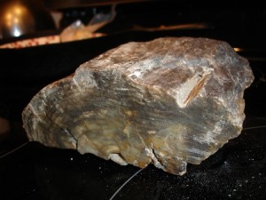 Petrified Wood End View Owhyee Petrified Wood 2
