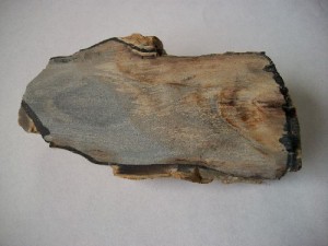Owyhee Petrified Wood 3 Petrified Wood